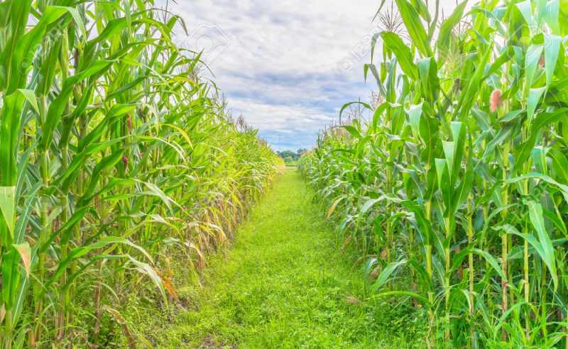Se acelera la siembra de maíz en la provincia de León