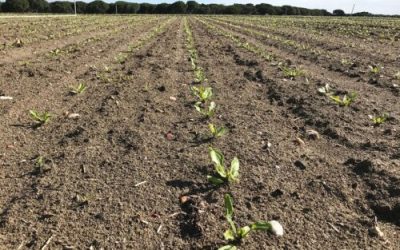 La remolacha arrastra retrasos en la recogida y pierde superficie en León mientras arranca la nueva campaña