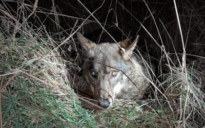 Un lobo provoca un accidente de tráfico en Celada de la Vega