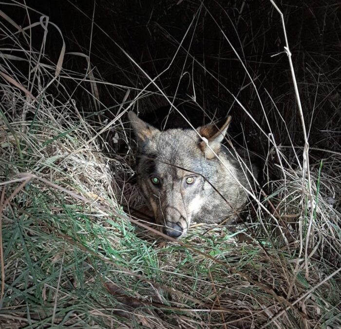 Un lobo provoca un accidente de tráfico en Celada de la Vega