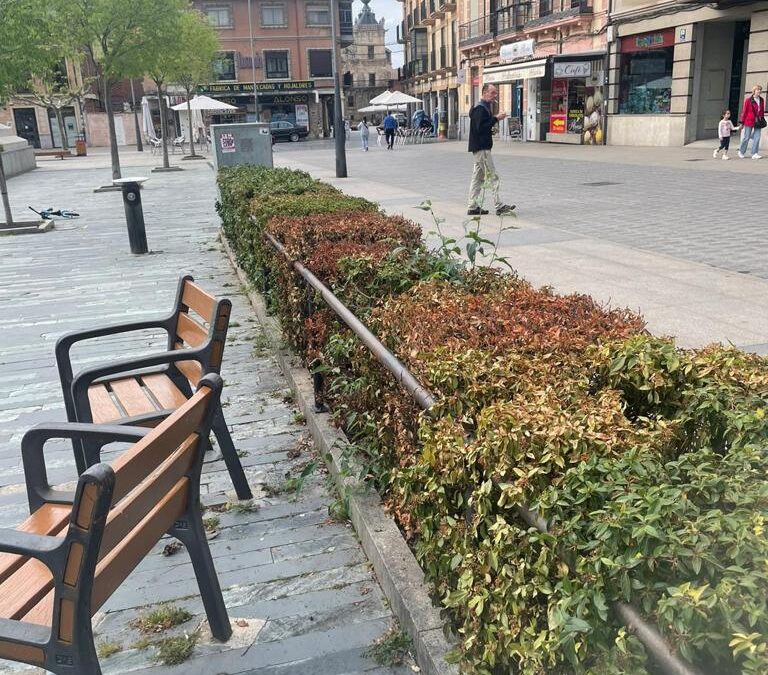 El PP denuncia una vez más la desidia y dejadez en el mantenimiento de jardines de Astorga