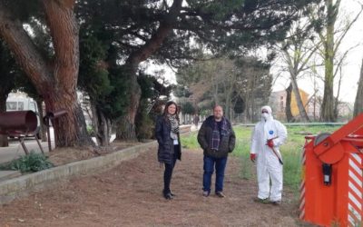 El Ayuntamiento de La Bañeza lleva a cabo labores para eliminar la procesionaria de los árboles
