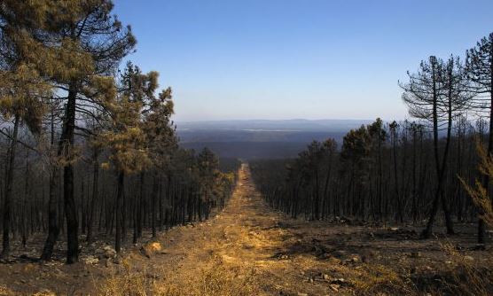 Aprobados 1,1 millones de euros para obras de resiliencia del territorio frente a incendios forestales en la Sierra del Teleno