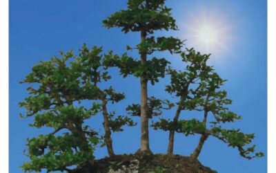“Oriente en La Bañeza”, exposición del arte del bonsai en el Centro Cultural de las Tierras Bañezanas