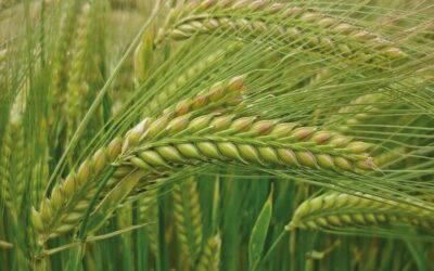 Incertidumbre en el mercado de los cereales por la guerra en Oriente Próximo