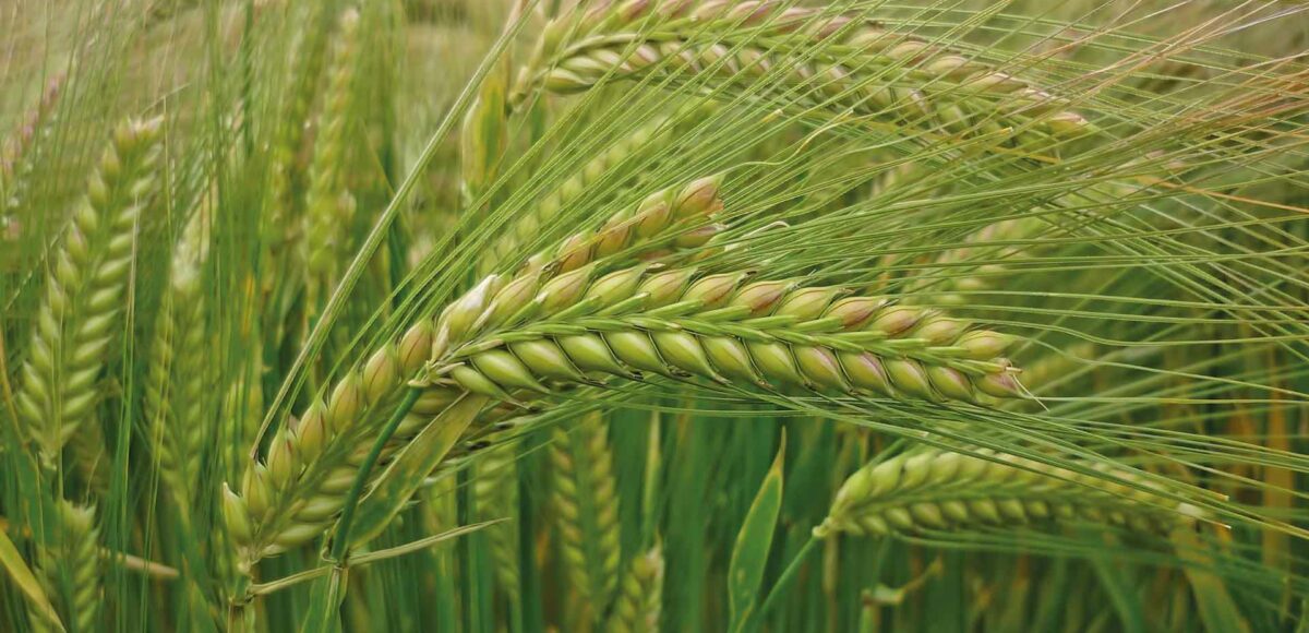 ASAJA alerta de una cosecha de cereal insuficiente para aliviar la crisis de rentabilidad del sector