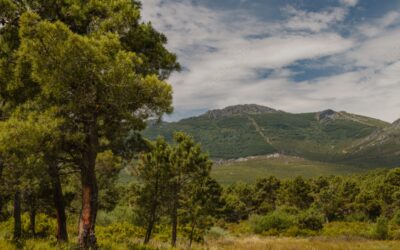 La Junta destina 6,6 millones para tratamientos silvícolas preventivos en la provincia, con actuaciones en las comarcas de Astorga y La Bañeza