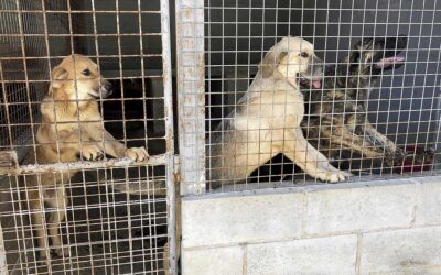 El PP responde que los animales de la perrera de Astorga están perfectamente atendidos