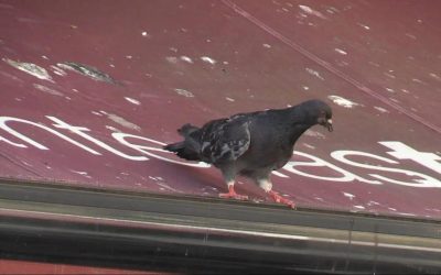 La Bañeza implementa un servicio de recogida y control de las palomas