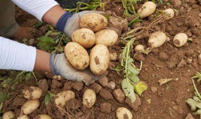 Fuerte subida de la patata y los cereales en la Lonja de León