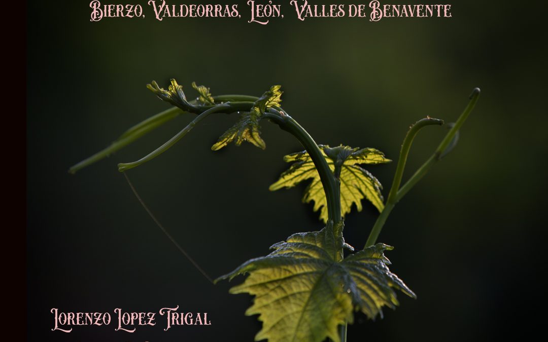 Astorga acogerá mañana la presentación del libro «Viñedos y vinos. Bierzo, Valdeorras, León, Valles de Benavente»