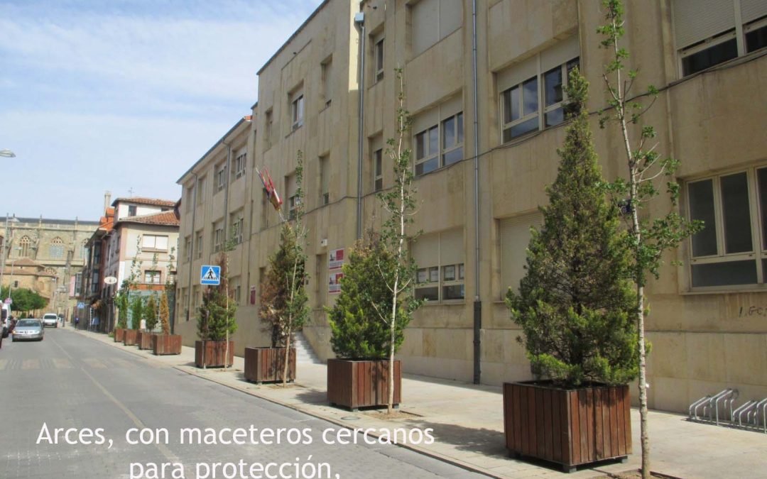 El Psoe denuncia el daño a los árboles de la calle Los Sitios y El Aljibe