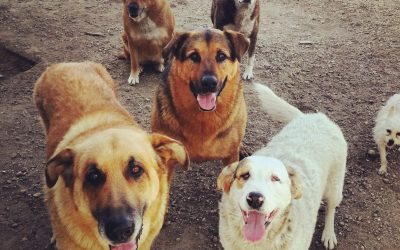 Aprobada la moción para dotar a La Bañeza de un centro de acogida de animales