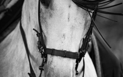 Ylenia Gutiérrez lleva a la biblioteca de Astorga su pasión por los caballos en una nueva exposición fotográfica