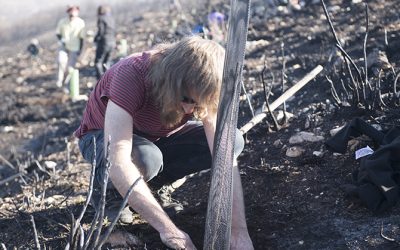 Teleno Libre vuelve a la zona cero del incendio del campo de tiro de 2023 para una nueva plantación de árboles
