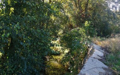 La Junta invierte casi 1,5 millones en tratamientos selvícolas para la prevención de incendios en León