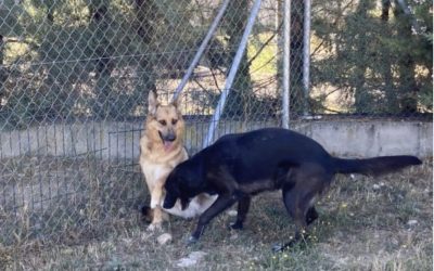 Los 23 perros de la perrera seguirán en Astorga aunque las instalaciones no acogerán más animales