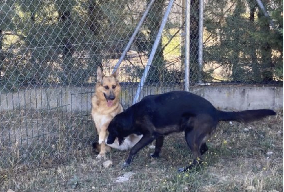 Los 23 perros de la perrera seguirán en Astorga aunque las instalaciones no acogerán más animales