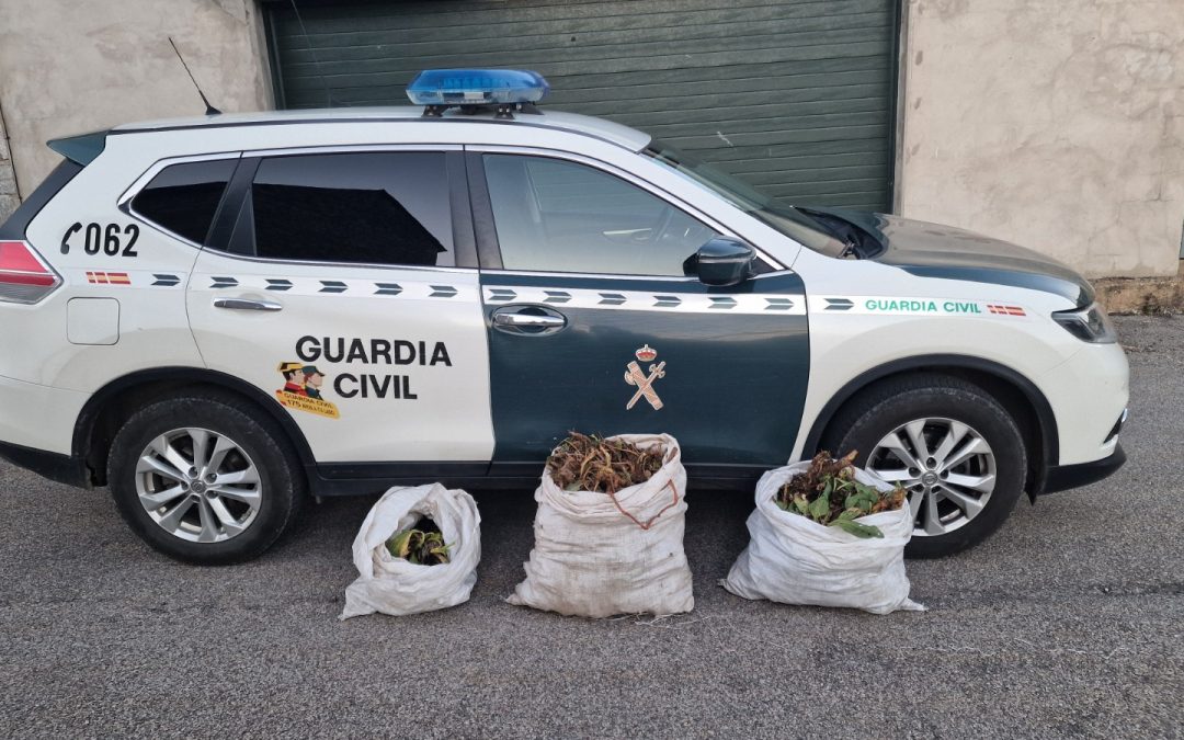 Incautados en La Magdalena cerca de 50 kilos de raíz de genciana, una planta medicinal protegida según el catálogo de flora de Castilla y León