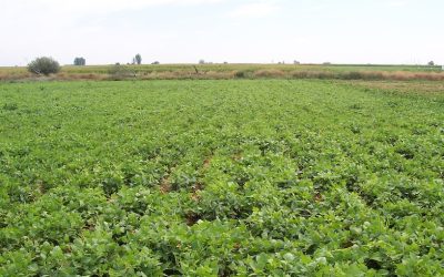 UPL mantuvo un encuentro de trabajo con las organizaciones agrarias UGAL-UPA, COAG y UCCL en la que recogió sus necesidades y reivindicaciones