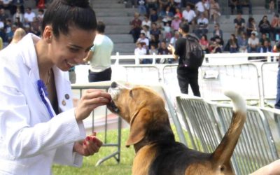 Valdespino de Somoza acoge la primera prueba de trabajo para perros de rastro
