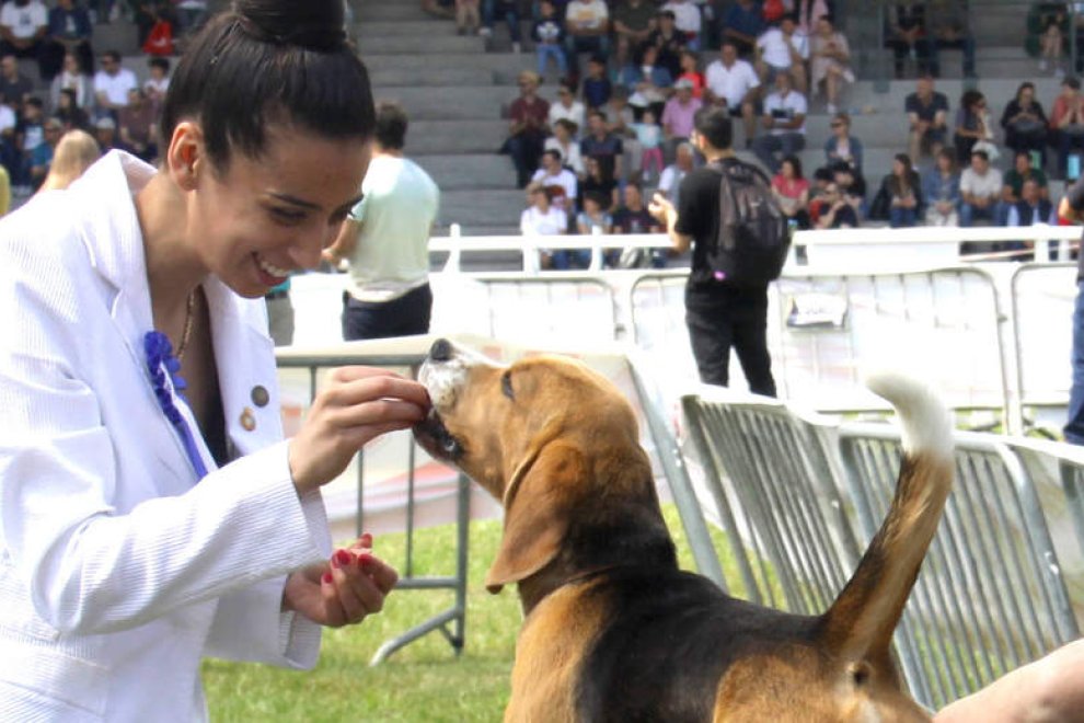 Valdespino de Somoza acoge la primera prueba de trabajo para perros de rastro