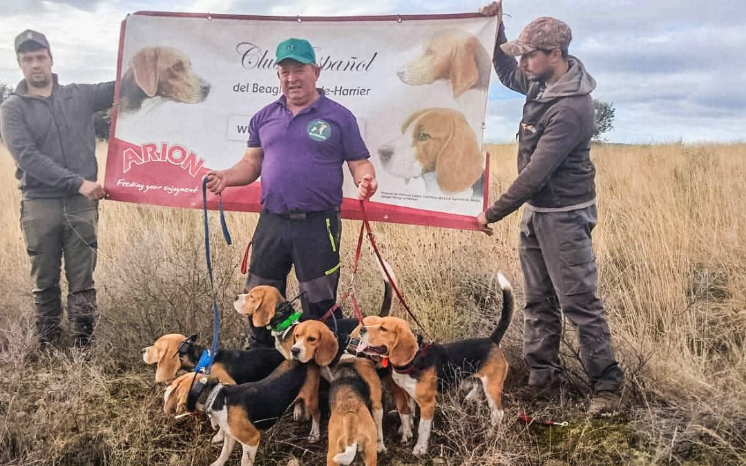 Los mejores beagles se dan cita en Valdespino de Somoza