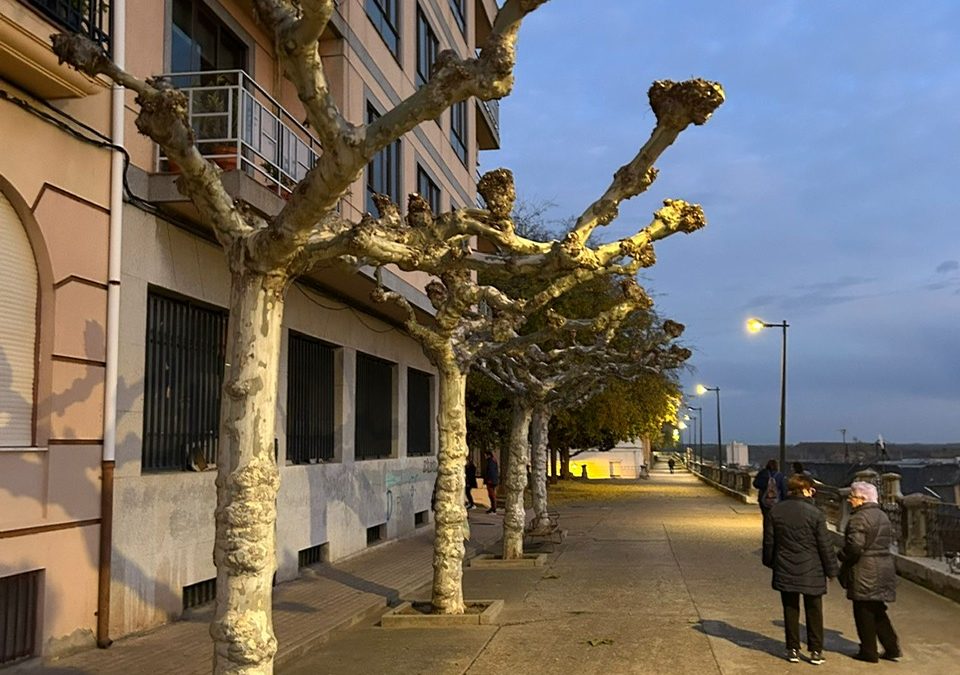 Comienza la poda de más de un millar de árboles en Astorga