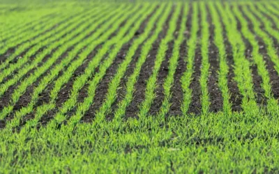 Las lluvias de esta semana impulsan la nascencia del cereal y de otros cultivos de invierno que se siembran en la provincia de león