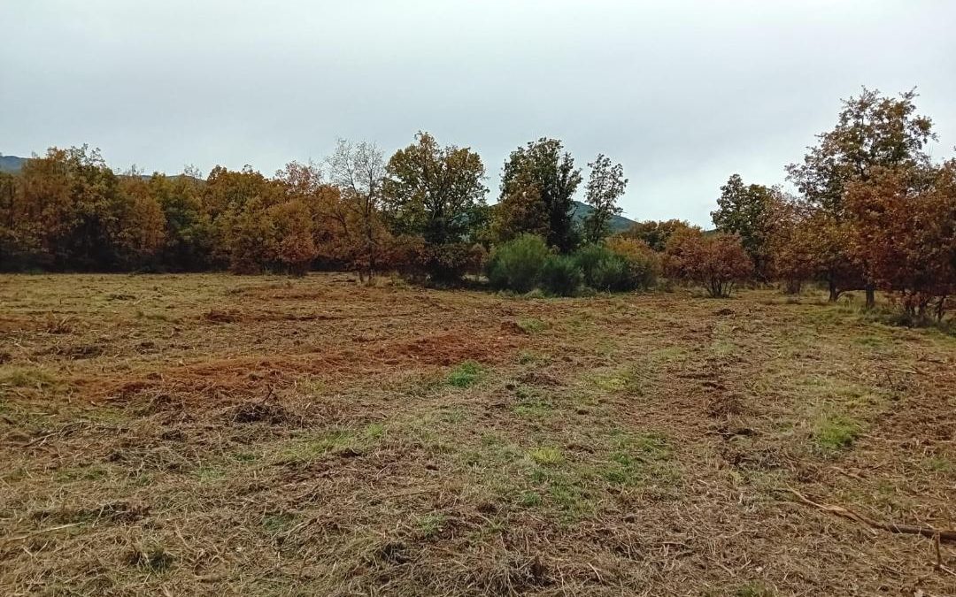 El proyecto Fantástico Bosque de Valdavido comienza los trabajos de aprovechamiento para reducir los incendios