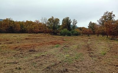 El proyecto Fantástico Bosque de Valdavido comienza los trabajos de aprovechamiento para reducir los incendios