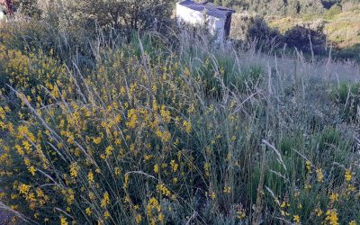 Más de 60 nuevos puestos de trabajo en la provincia para trabajar en cuadrillas forestales