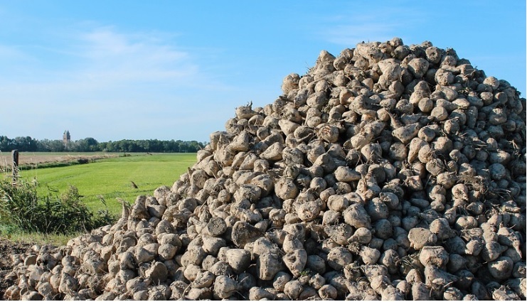 La campaña remolachera de Azucarera avanza a buen ritmo y ya alcanza rendimientos máximos de 147 toneladas en Toro y de 132 en León
