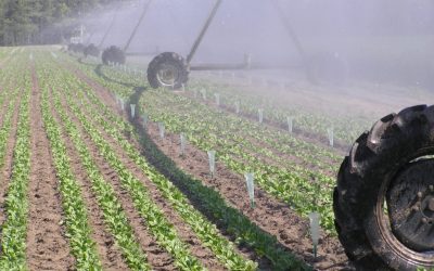 UGAL-UPA pide a la Junta que amplíe el presupuesto para la incorporación a la ayuda agroambiental de remolacha