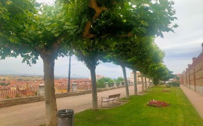 El contrato de la poda se adjudica a Pinaster Medioambiente SL por 30.000 euros