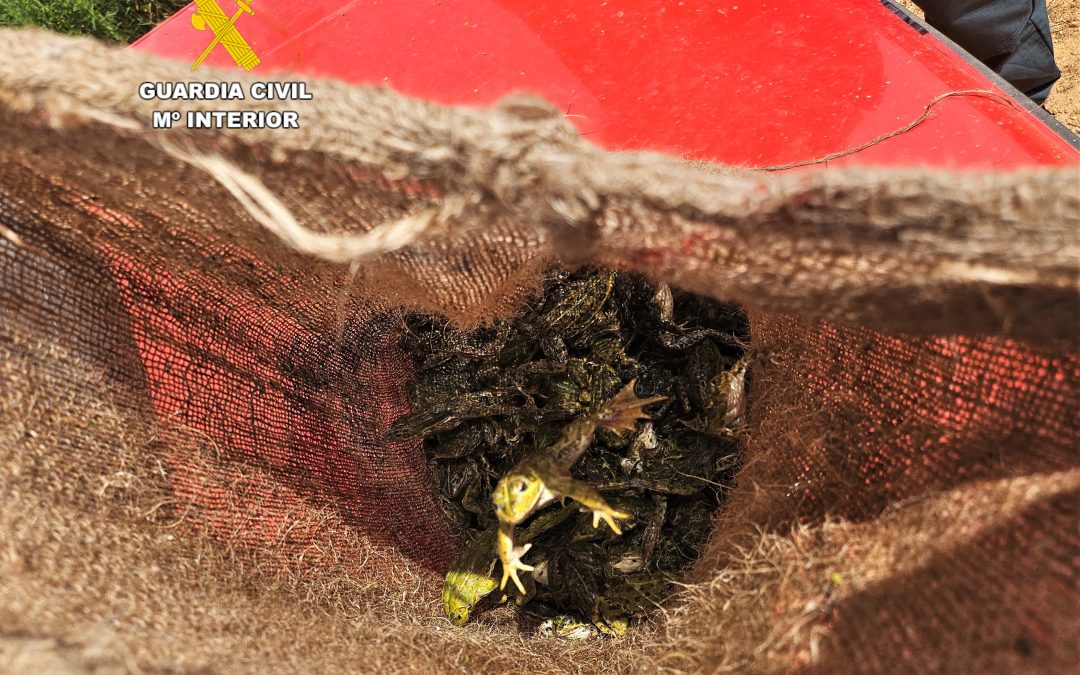 Investigada una persona descubierta con más de 200 especímenes de rana común en Bustillo del Páramo