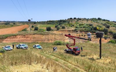 Investigan la muerte de varias cigüeñas blancas tiroteadas en sus nidos en Sopeña de Carneros (León)