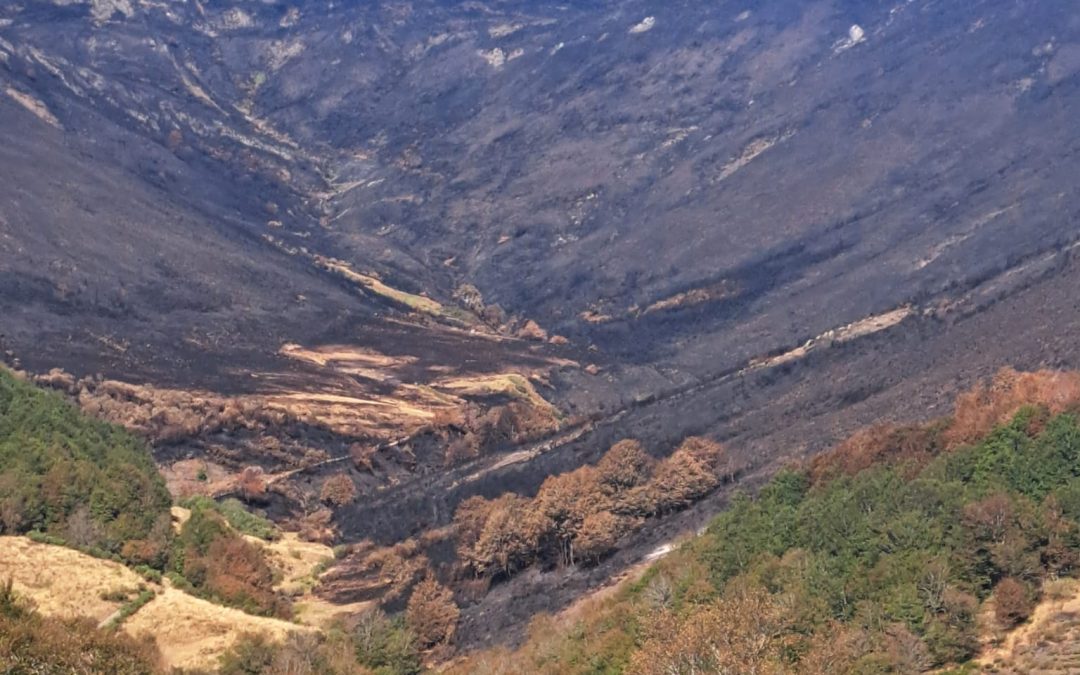Expertos de la ULE destacan la importancia de evaluar la intensidad o severidad de los incendios para planificar la regeneración forestal