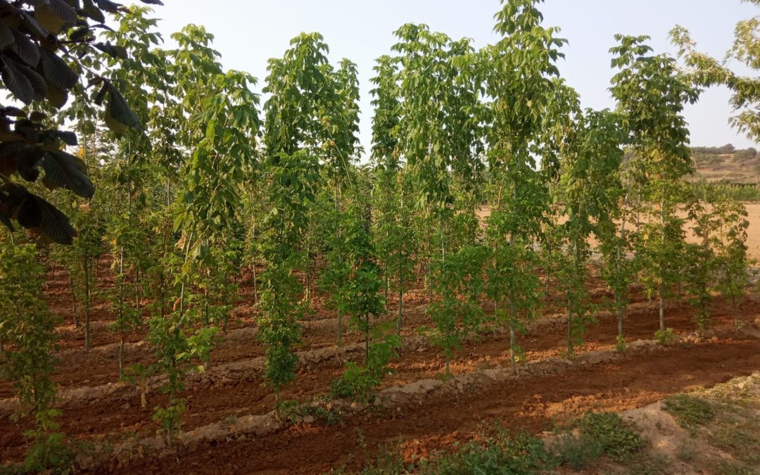 La Diputación ofrece árboles y plantas del vivero provincial a ayuntamientos y juntas vecinales