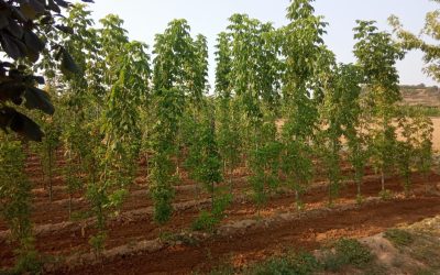 La Diputación ofrece árboles y plantas del vivero provincial a ayuntamientos y juntas vecinales