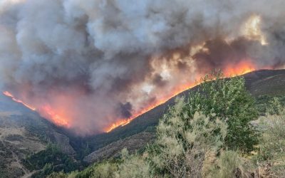 ASAJA apoya a la Junta frente al recurso de levantamiento del acotamiento de pastos en montes quemados
