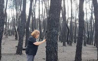 La Junta realizará actuaciones de naturaleza hidrológico-forestal en masas afectadas por incendios por más de 3,1 millones de euros en León y Zamora