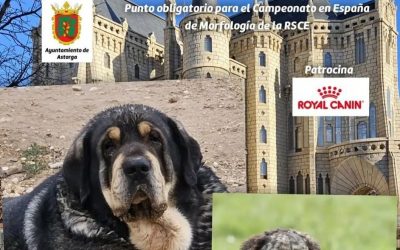 Astorga celebra el 21 de septiembre una competición nacional donde participan perros de toda España