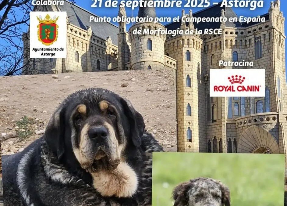 Astorga celebra el 21 de septiembre una competición nacional donde participan perros de toda España