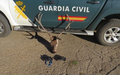 Identificado un cazador en posesión de una cabeza de ciervo macho sin precintar reglamentariamente