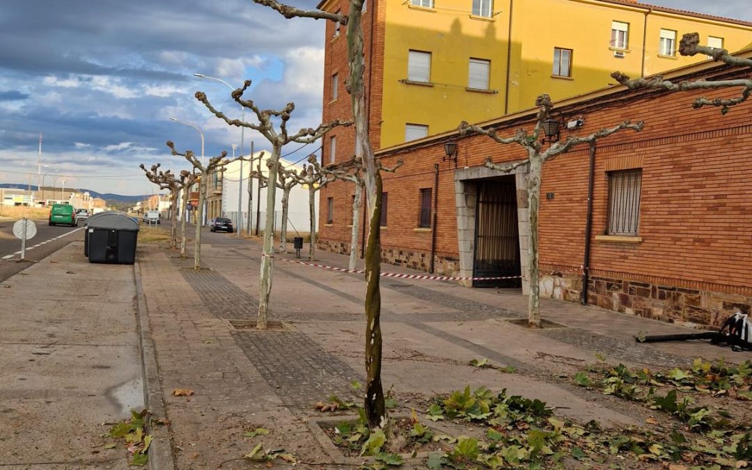El ayuntamiento de Astorga pide «precaución y colaboración» ante los trabajos de poda del arbolado urbano