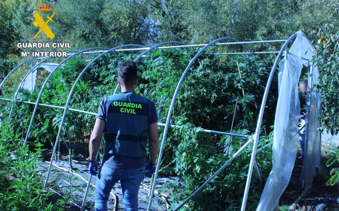 Dos personas involucradas en el cultivo de una plantación ilegal de marihuana en Hospital de Órbigo