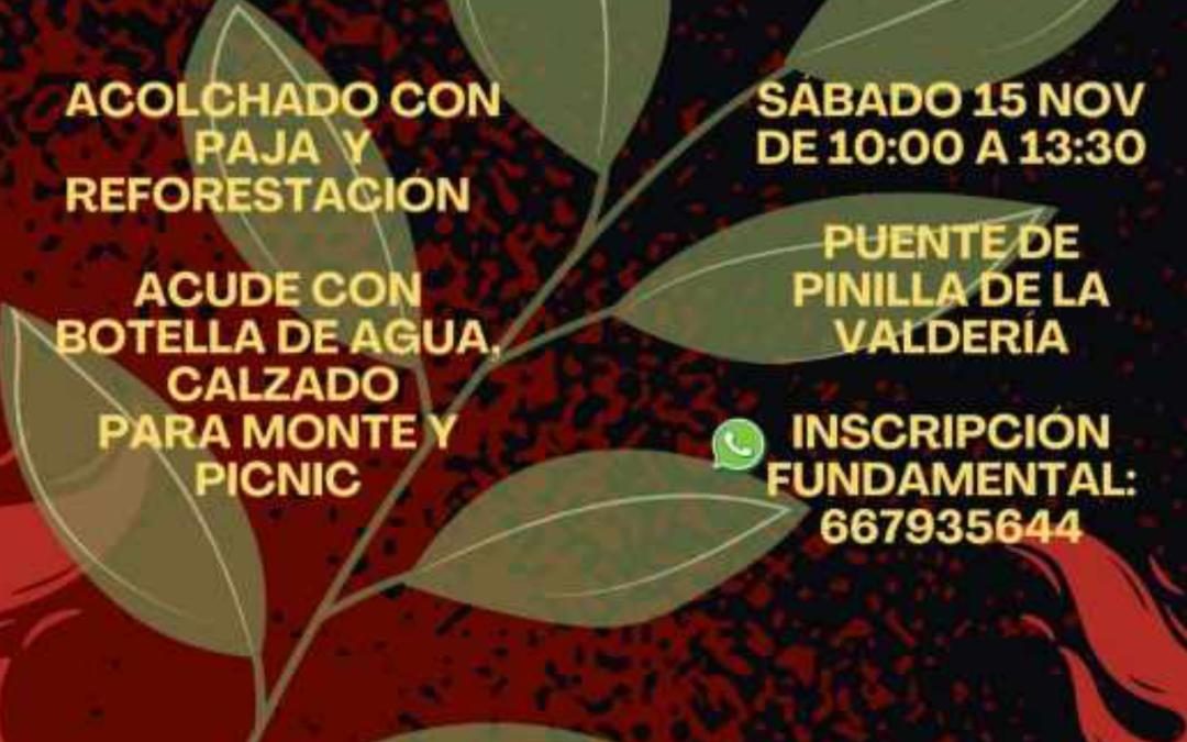 Voluntarios regresan a Pinilla de la Valdería para continuar la restauración del monte tras los incendios del verano