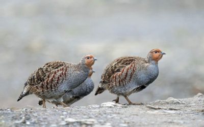 Programa Local Cope Astorga 6 de Noviembre 2025