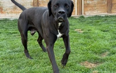 APADA Astorga lanza una campaña solidaria para mantener los cuidados de sus perros mayores